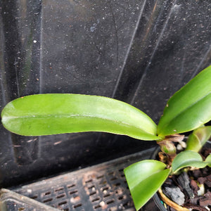 A close-up of a green orchid leaf growing in a small pot with bark and peat, set against a dark plastic nursery container.