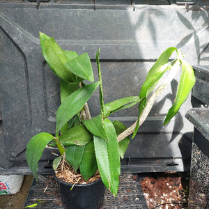 A potted green leafy plant in a black nursery pot, photographed in front of a large black plastic grower's crate.