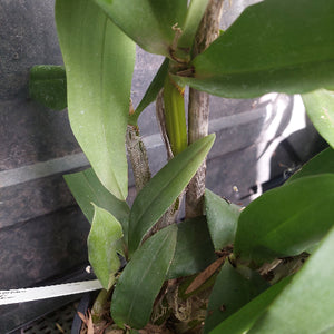 A close-up of a green orchid plant with broad leaves growing on a wooden stake, photographed against a dark nursery or greenhouse background.