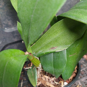 Close-up of a green orchid plant with broad leaves growing in a black plastic pot filled with bark or coco coir, photographed outdoors on a dark surface.