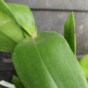 Close-up of a green leafy plant with broad, glossy green leaves against a dark gray background.