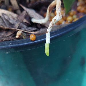 A close-up of a potted plant showing a small green sprout or new growth hanging over the black rim, with dried brown leaves and small orange fruits inside the pot.