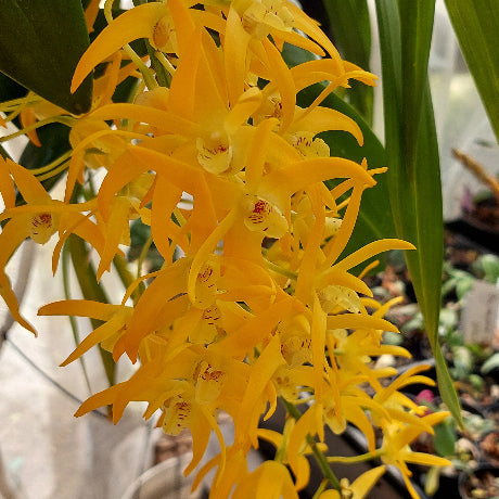 A close-up of a yellow orchid flower cluster with green leaves in a greenhouse setting.