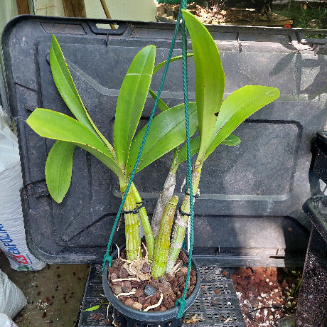 A potted hanging orchid plant with broad green leaves and striped green-and-white pseudobulbs, suspended in a black hanging pot with brown bark. The plant is photographed outdoors in front of a large black plastic storage box.