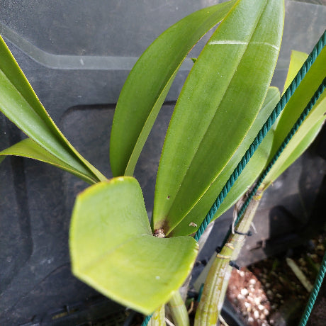 A close-up of a green leafy plant growing in a black plastic nursery tray, with twisted support strings visible.
