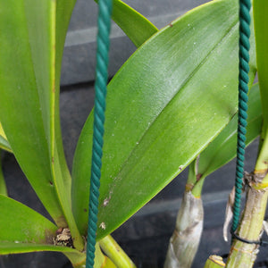 Close-up of a green leafy plant with broad oval leaves and visible twisted green support wires, photographed against a dark gray background.