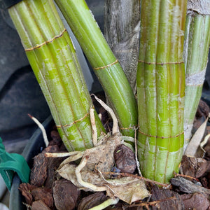 Close-up of a potted plant with thick green bamboo-like stems and visible white roots growing from the base, surrounded by bark mulch.
