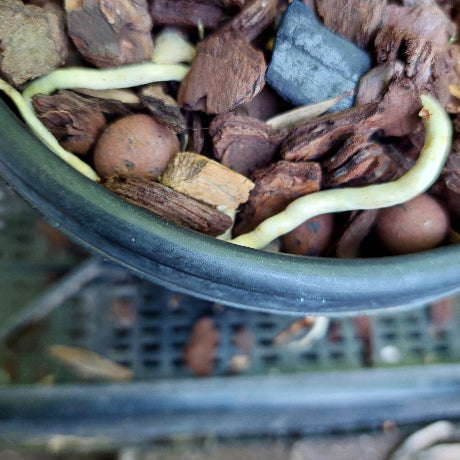 A close-up of a black plastic pot filled with bark, wood chips, and light tan cylindrical pieces, photographed from above on a dark mesh tray.