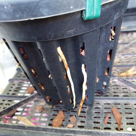 A close-up of a black plastic nursery netting basket with a green clip, showing roots and soil particles through its slotted holes on a growing tray.