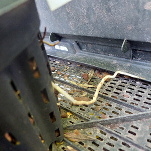 A close-up view of a black plastic nursery potting tray with drainage holes, showing a pale root growing through the bottom grate amidst soil and dried leaves.