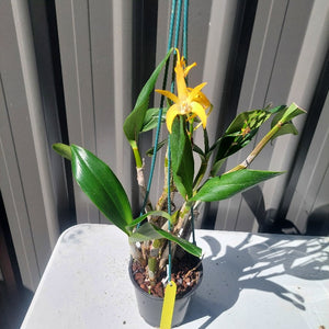 Orchid in pot