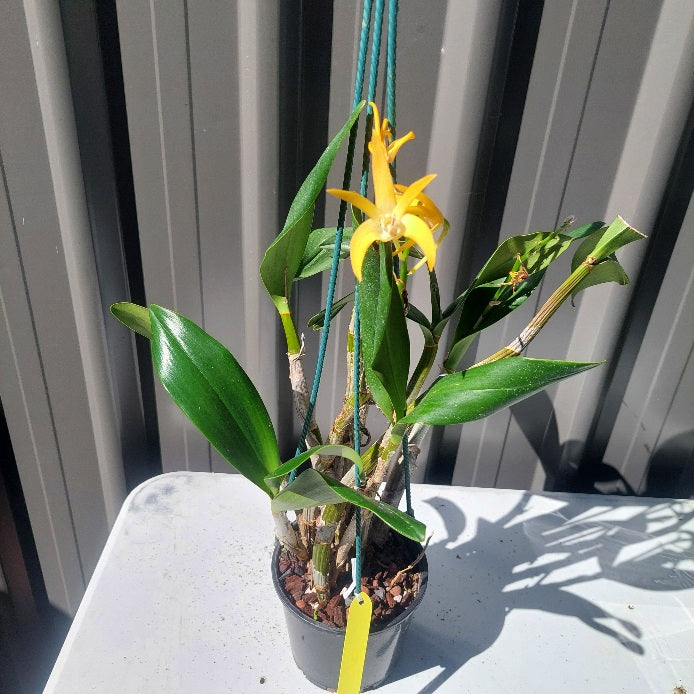 Orchid in pot
