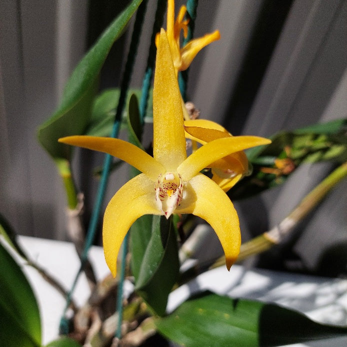 Orchid in pot