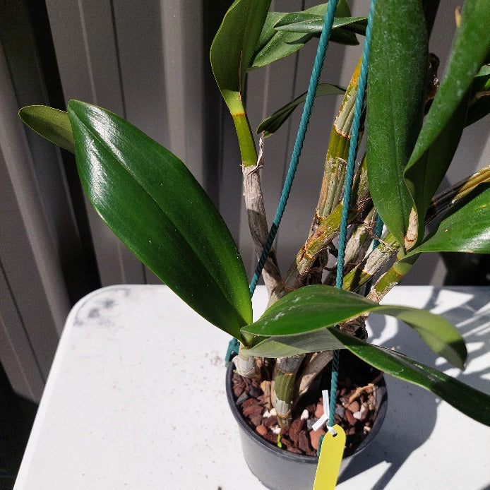 A potted orchid plant with glossy green leaves and visible rhizomes, photographed on a white table against a gray paneled background. A small yellow tag hangs from the pot.
