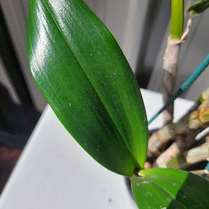 A close-up of a green leafy plant, likely an orchid, with a prominent glossy green leaf in the foreground and multiple pale brown pseudobulbs visible behind it.