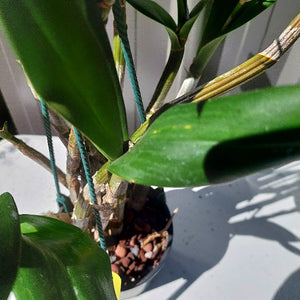 Orchid in pot