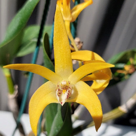 A close-up of a bright yellow orchid flower with a patterned white and yellow lip, surrounded by green leaves and stems against a blurred gray background.