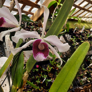 Pink orchid