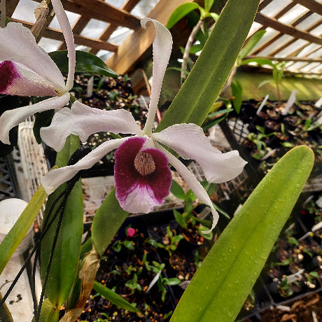 Pink orchid