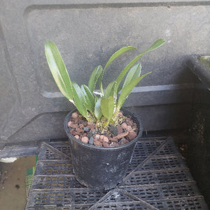 Black pot plant