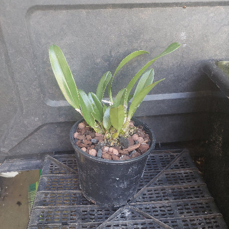 Black pot plant