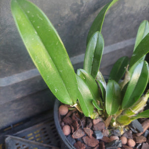 Black pot plant