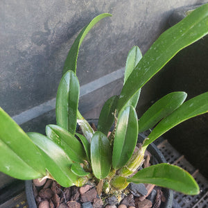 Black pot plant
