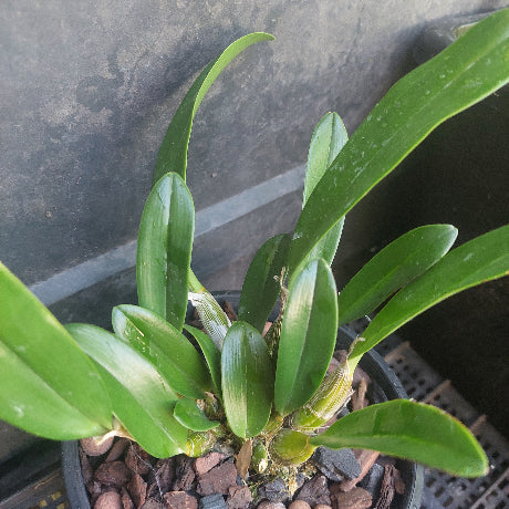 Black pot plant