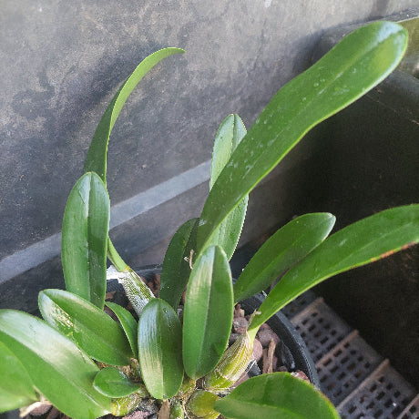 Black pot plant