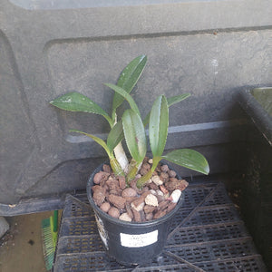 Orchid in black pot