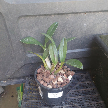 Orchid in black pot
