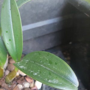 Orchid in black pot