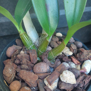Orchid in black pot