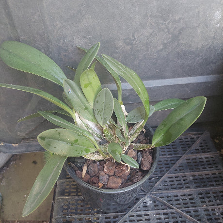 Orchid in black pot