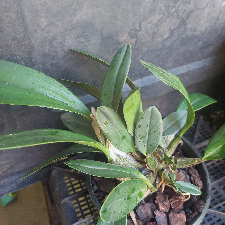 Orchid in black pot