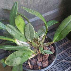 Orchid in black pot
