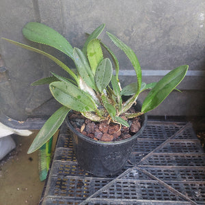 Orchid in black pot