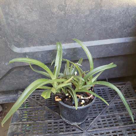 Sarcochilus Orchid