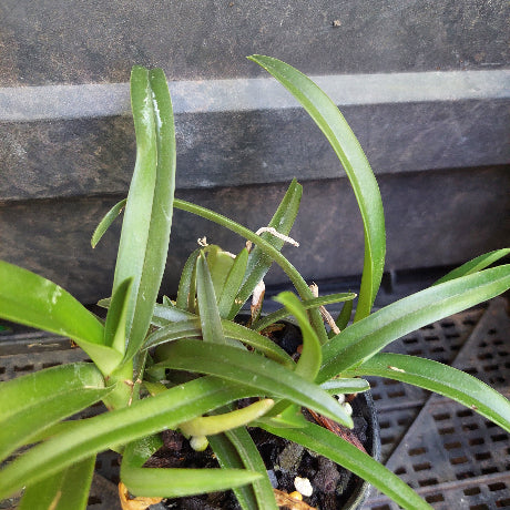 sarcochilus Orchid