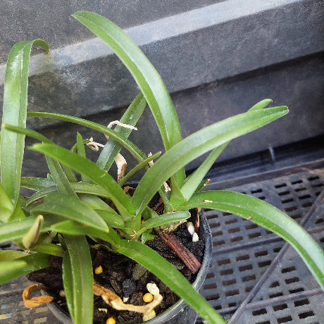 sarcocilus orchid