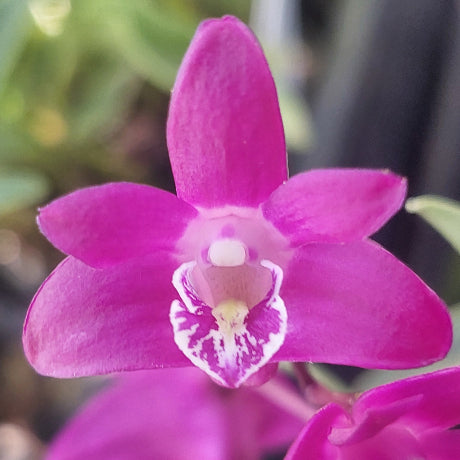 Purple Kingianum