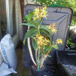 Orchid in black pot