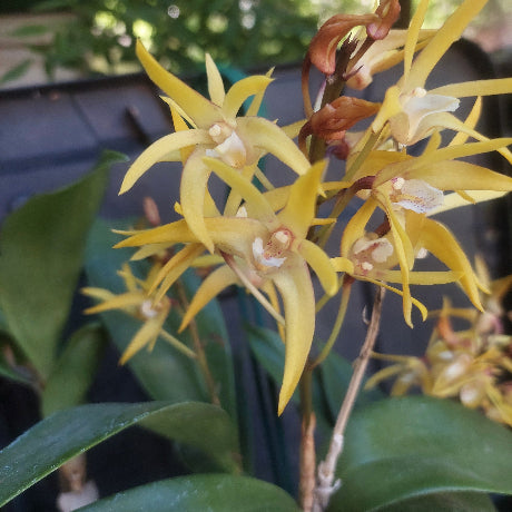 Orchid in black pot