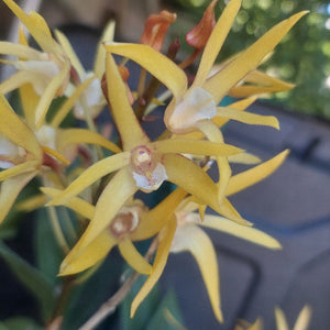 Orchid in black pot