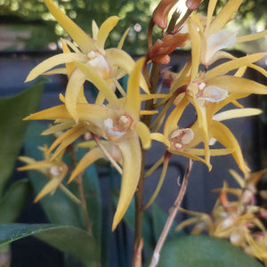 Orchid in black pot