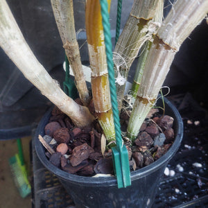 Orchid in black pot