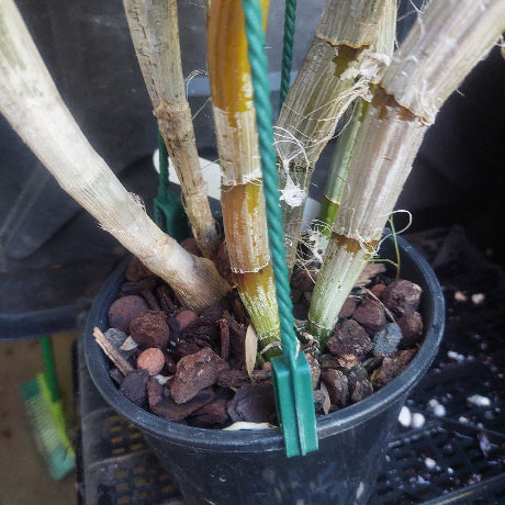 Orchid in black pot