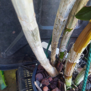Orchid in black pot