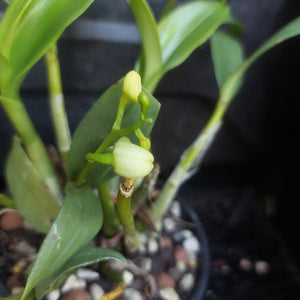 Orchid in flower

