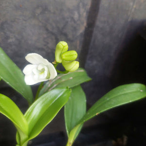 Orchid in flower